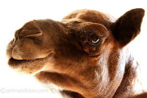 Os camelos não lembram as lhamas?