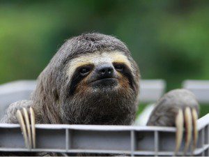 Mascote do Paulistão 2014